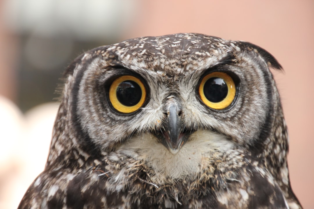 Diving into OWL: Odoo's Modern JavaScript Framework